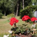 IMG_1989268