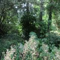 IMG_1989278