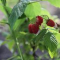 IMG_1989309