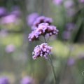 IMG_1989311